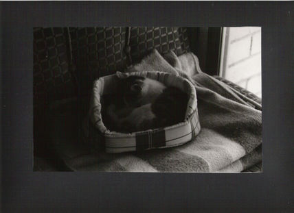 "La siesta de Asumi"