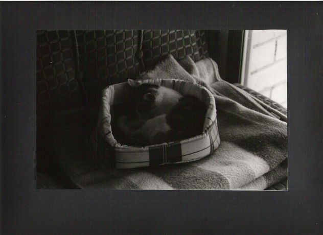 "La siesta de Asumi"