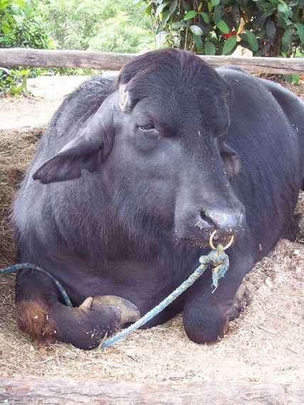 Fotos de animales 6...