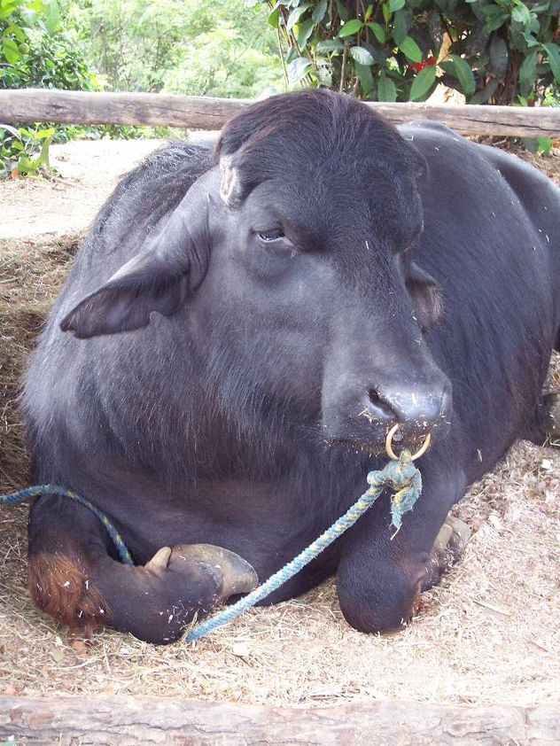 fotos de animales 6 de 123