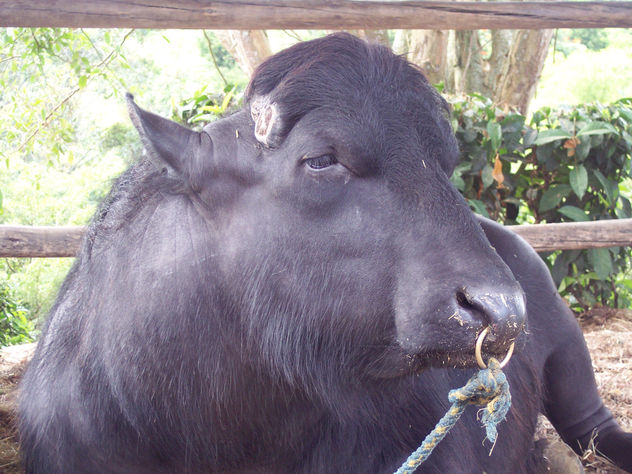fotos de animales 7 de 123