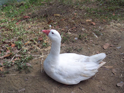 Fotos de animales 9...