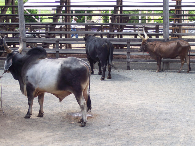 fotos de animales 14 de 123 