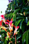 natur.1