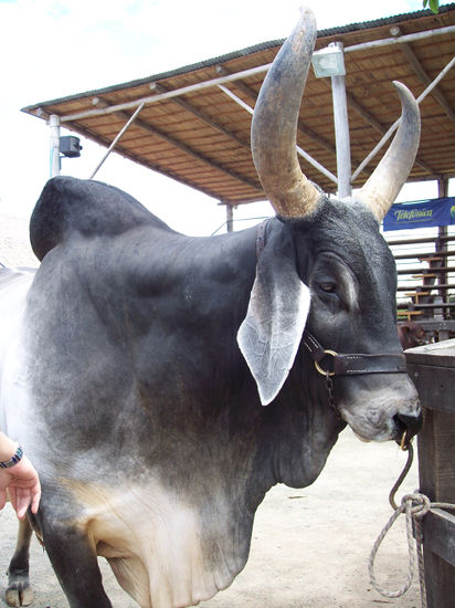 fotos de animales 23 de 123 