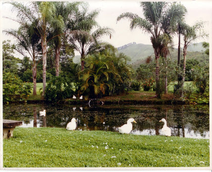 Paisaje bucolico