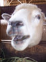 fotos de animales 29 de 123