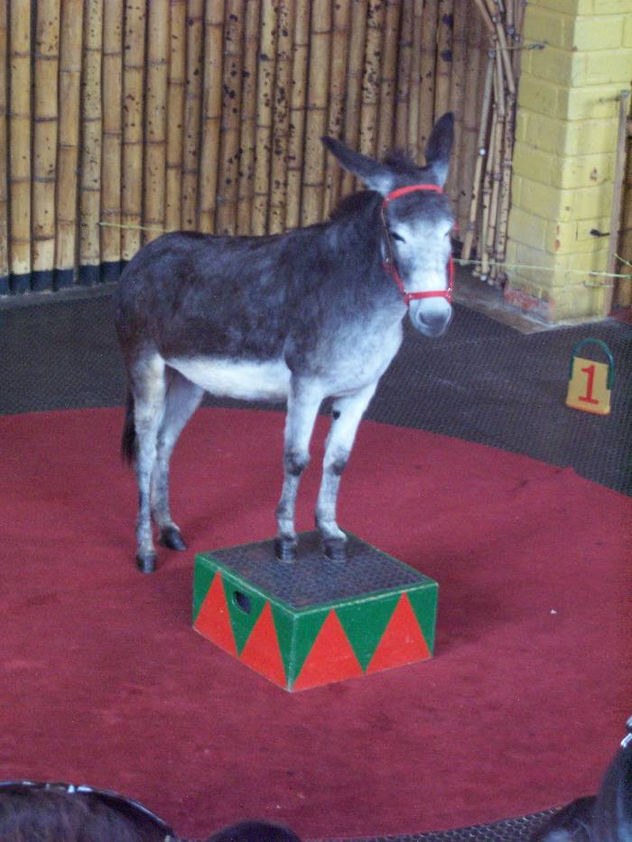 fotos de animales 36 de 123