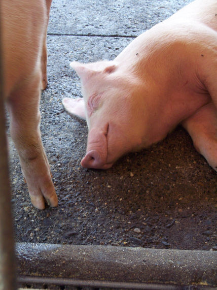 Fotos de animales...