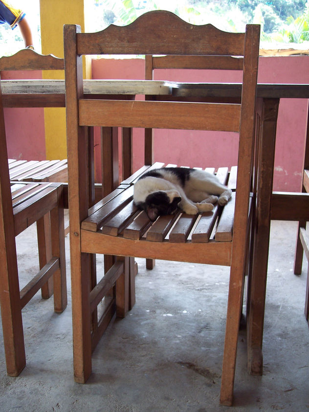fotos de animales 52 de 123