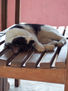 fotos de animales 53 de 123