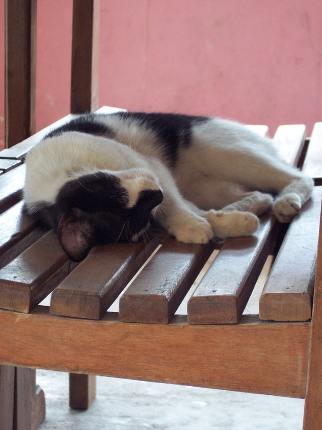 fotos de animales 53 de 123