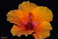 Hibisco de noche