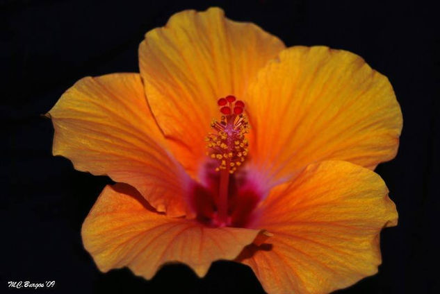 Hibisco de noche Nature Color (Digital)