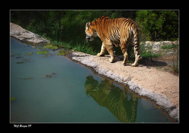 El tigre y su reflejo Nature Color (Digital)