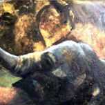 animales thumbnail 1