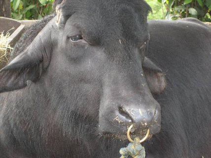 Fotos de animales...
