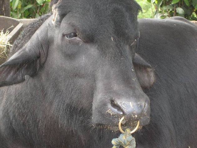 fotos de animales 74 de 123