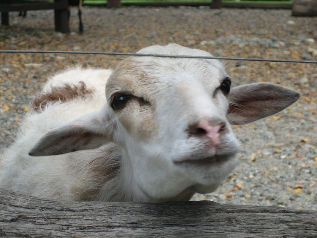 fotos de animales 76 de 123 