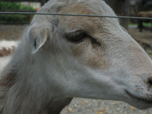 fotos de animales 77 de 123