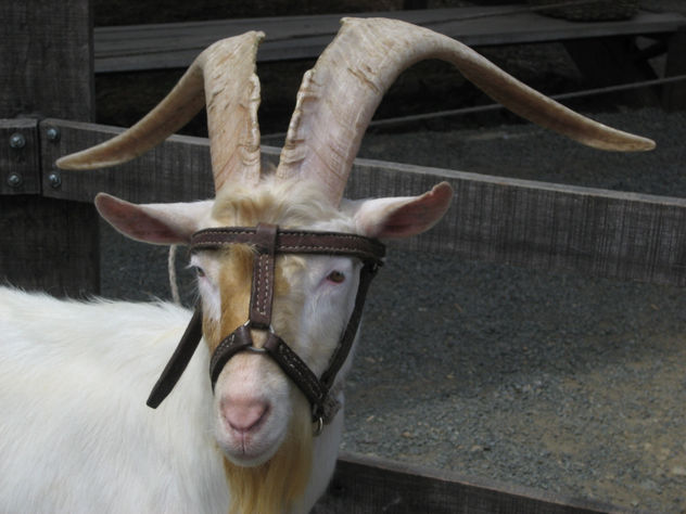 fotos de animales 81 de 123