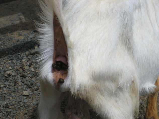 fotos de animales 83 de 123 