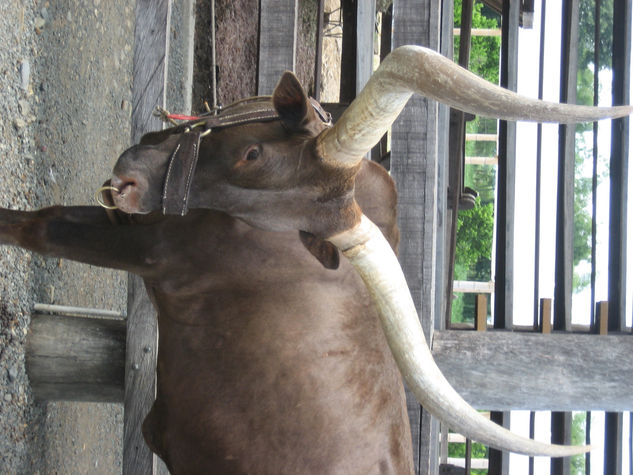 fotos de animales 87 de 123 