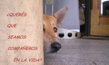 MENSAJES CANINOS