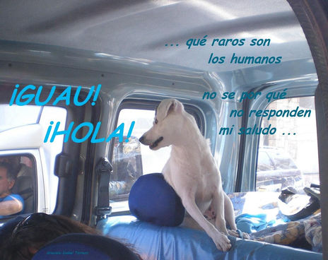 Saludo