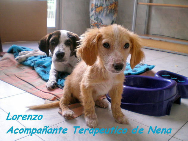 ACOMPAÑANTE TERAPEUTICO