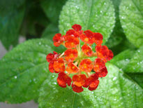 Una gota en cada flor