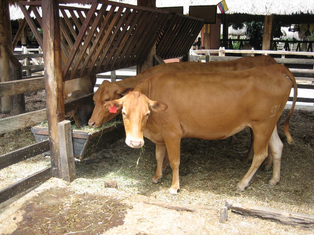 fotos de animales 91 de 123