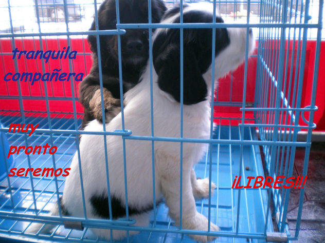 LIBRES