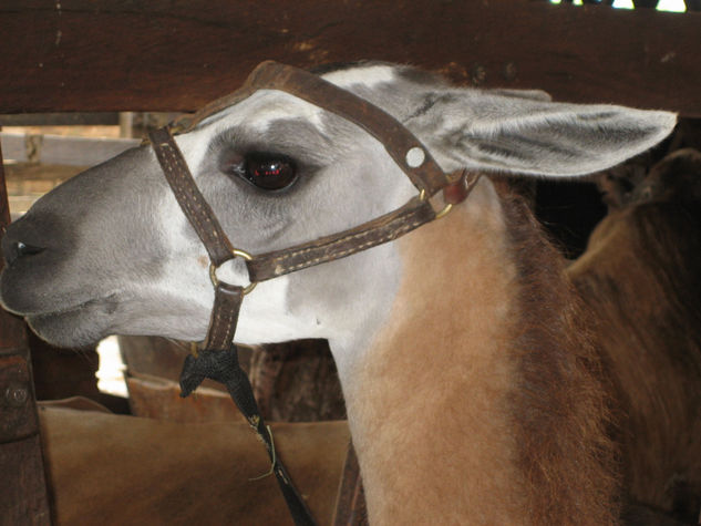 fotos de animales 93 de 123 