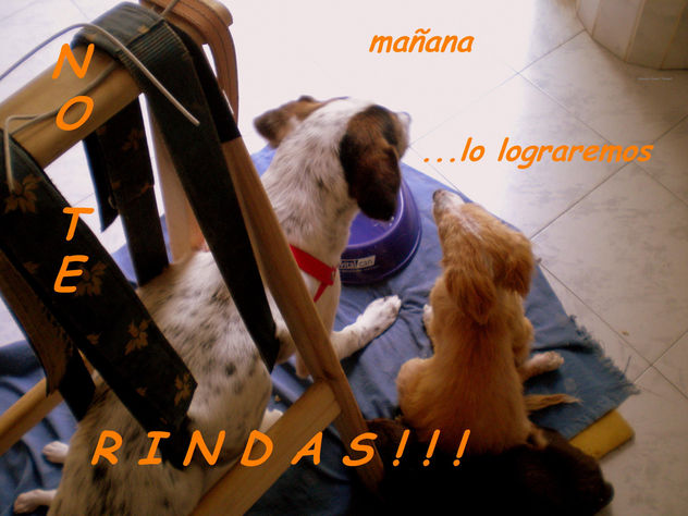 NO TE RINDAS