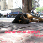 MENSAJES CANINOS thumbnail 2