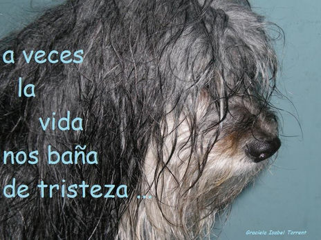 Tristeza