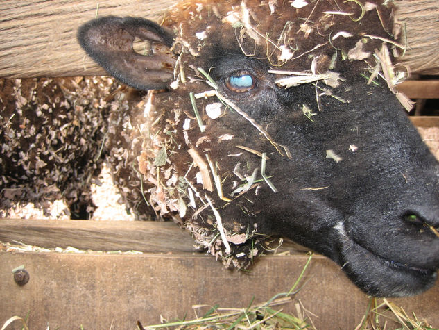 fotos de animales 98 de 123 