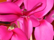 Rosada