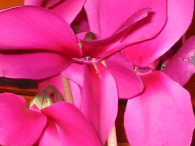 Rosada