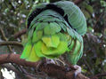 loro 1