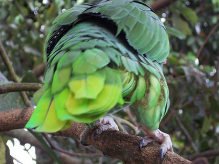 Loro 2