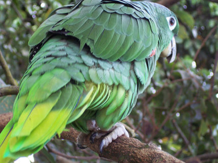 Loro 3