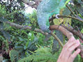 loro 5