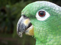 loro 7