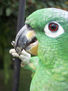 loro 9
