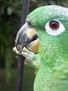 loro 12