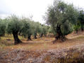 Olivos en Guadalupe