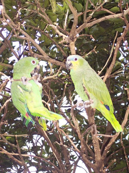 Loro 18
