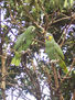 loro 19